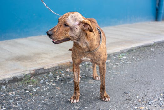 Guide to Adopting a Bully Breed Dog: Challenges, Preparation & Rewards