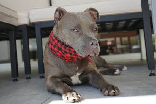 American Bully Guide: Traits of a Loyal & Affectionate Family Pet