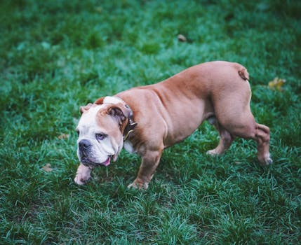 Essential Care Guide for Bully Breed Puppies: Health, Nutrition & Training