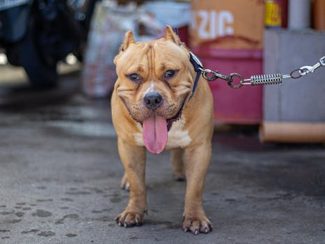 Winning Tips: Train Your Bully Breed for Dog Show Success