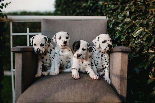 Choosing the Right Bully Breeder: A Guide to Ethical Puppy Selection