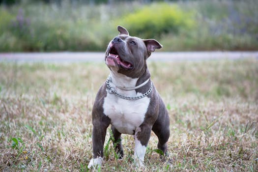 Guide to Success: Mastering Your Bully Breed's Debut at Their First Dog Show