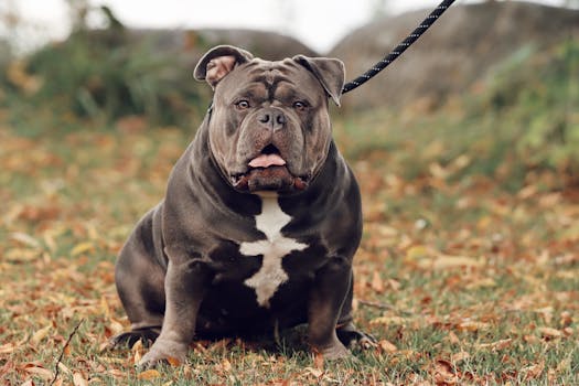 Exploring the Vibrant World of American Bully Enthusiasts