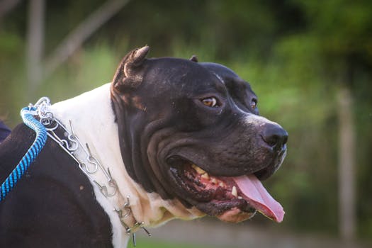 Lifetime Feeding Guide: Tailoring Your American Bully's Diet by Age
