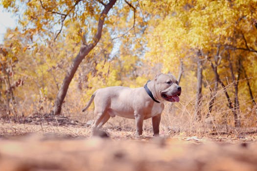 Unraveling Myths: Understanding the True Nature of the American Bully