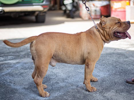 Choosing the Right Vet for Your American Bully: A Complete Guide