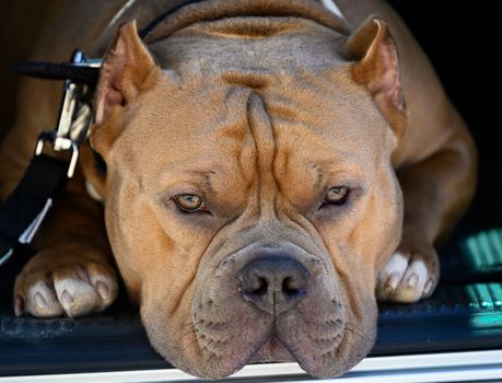 Essential Steps for Welcoming Your New American Bully Puppy Home
