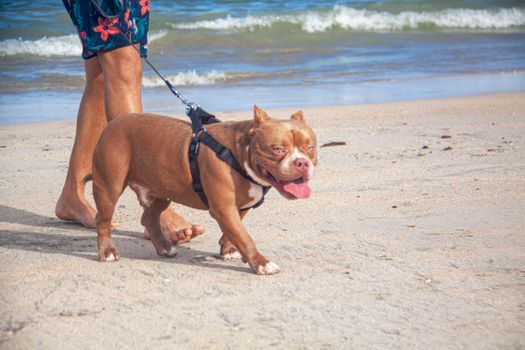 Socialize Your American Bully: Effective Strategies for Multi-Pet Harmony