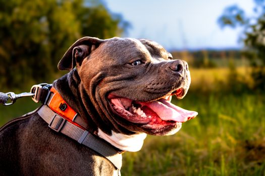 Best Dog Food for American Bullies: Nutrition & Health Guide 2023