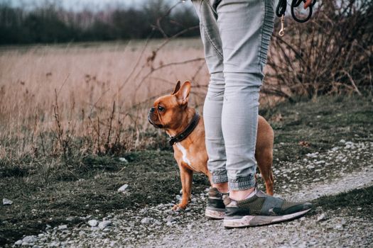 Maximize Your American Bully's Training in Open Spaces: Essential Tips