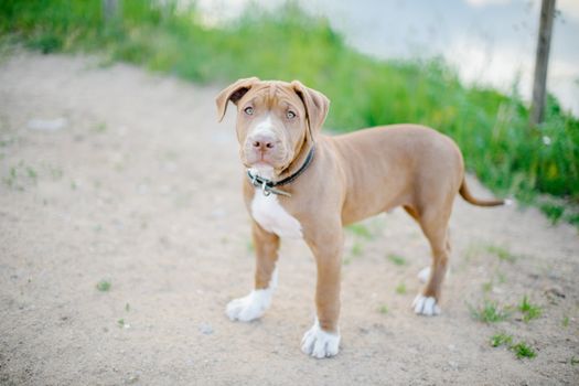 Best Dog Food for Active American Bullies: A Comprehensive Guide