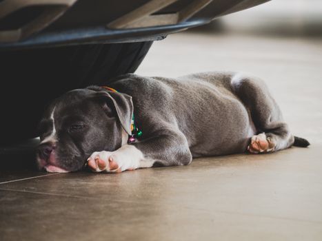 Essential Guide to American Bully Coat Care: Shine, Health & Grooming Tips